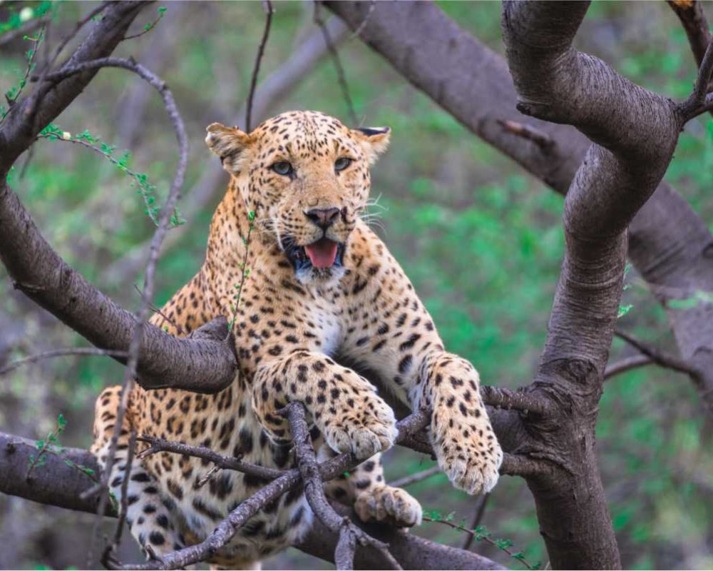 book jungle safari in jawai | aloof stays| leopard safari