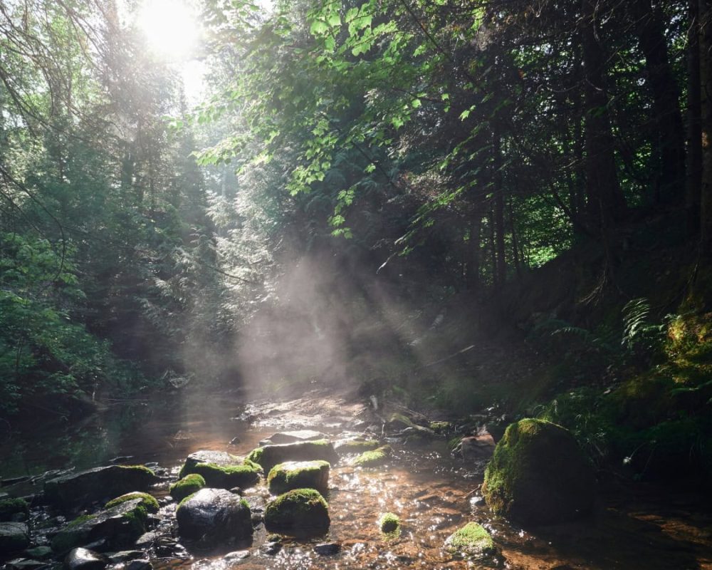 Book luxurious heritage hotel in jawaii | Luxury jungle lodge in pali