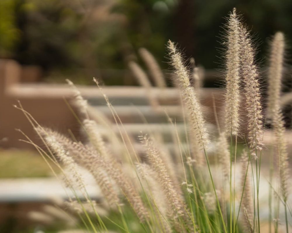 Book luxurious heritage hotel in jawaii | Luxury jungle lodge in pali