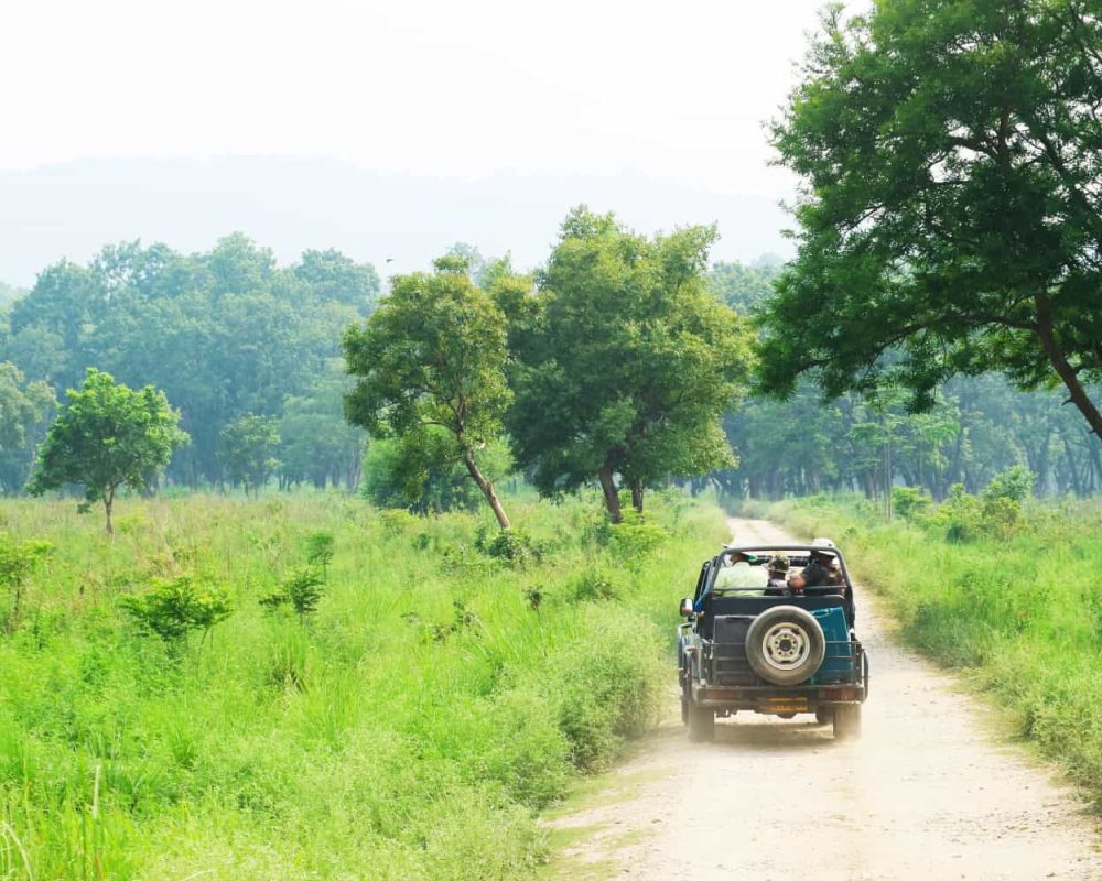 book jungle safari in jawai | aloof stays| leopard safari