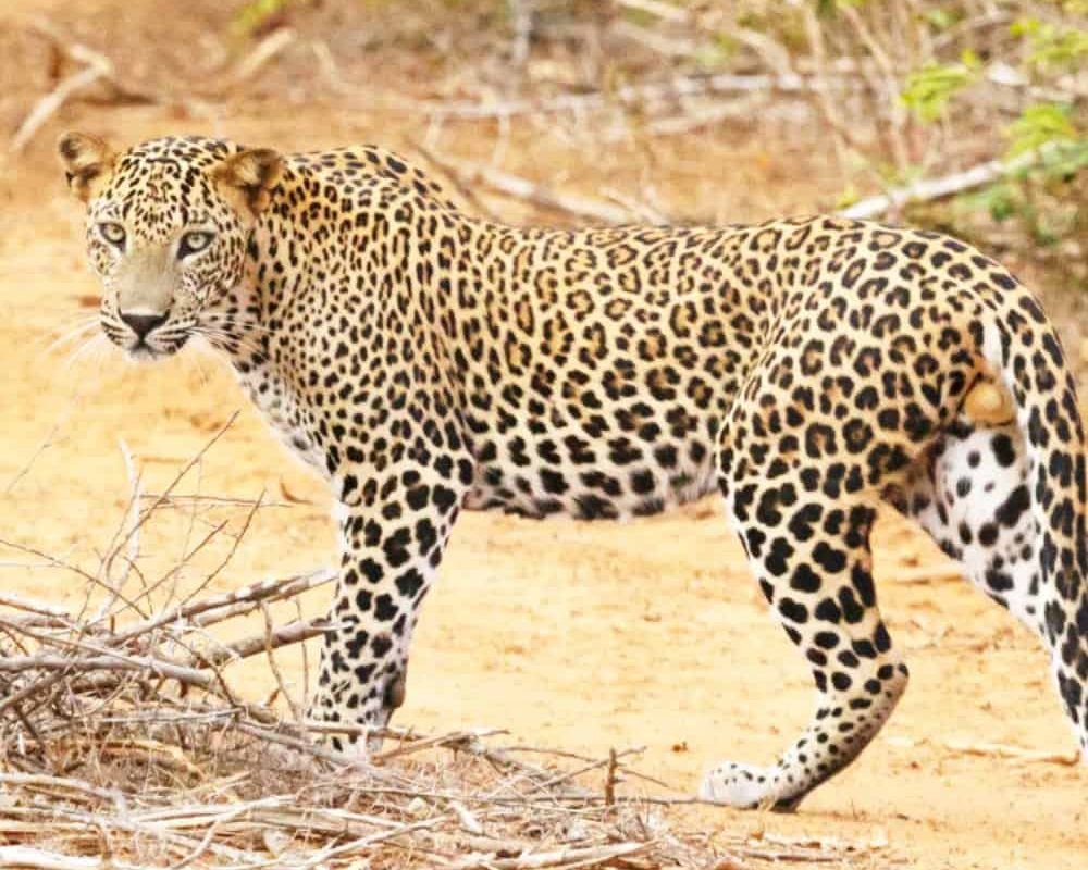 Best Luxury stays near Jawai for a weekend getaway!