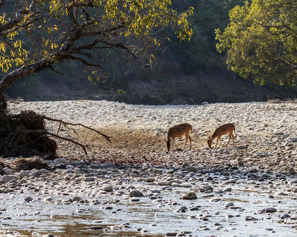 Best Luxury stays near Jawai for a weekend getaway!