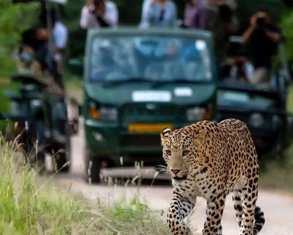 book jungle lodge | resort | cottage | in pali ,Rajasthan